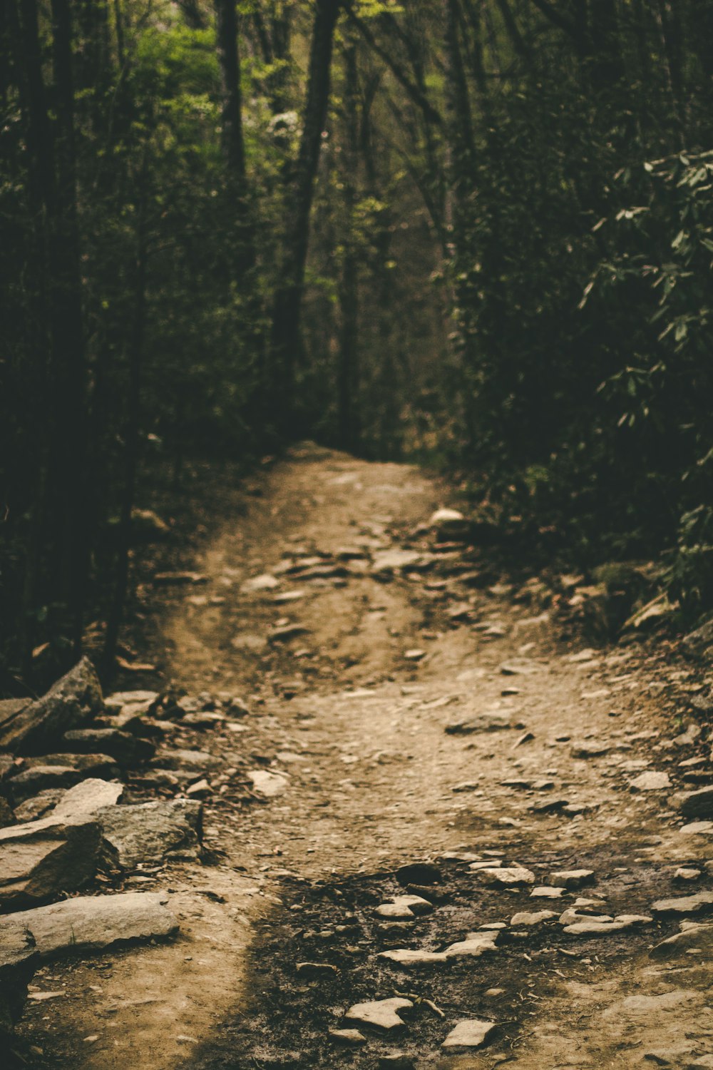 dirt road between trees