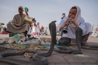 man playing flute in front cobras