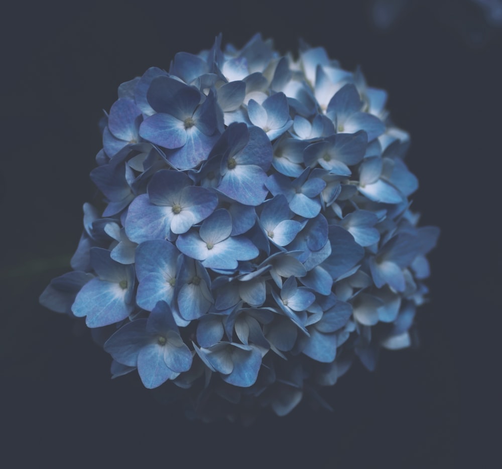 Planta de flor de pétalos azules