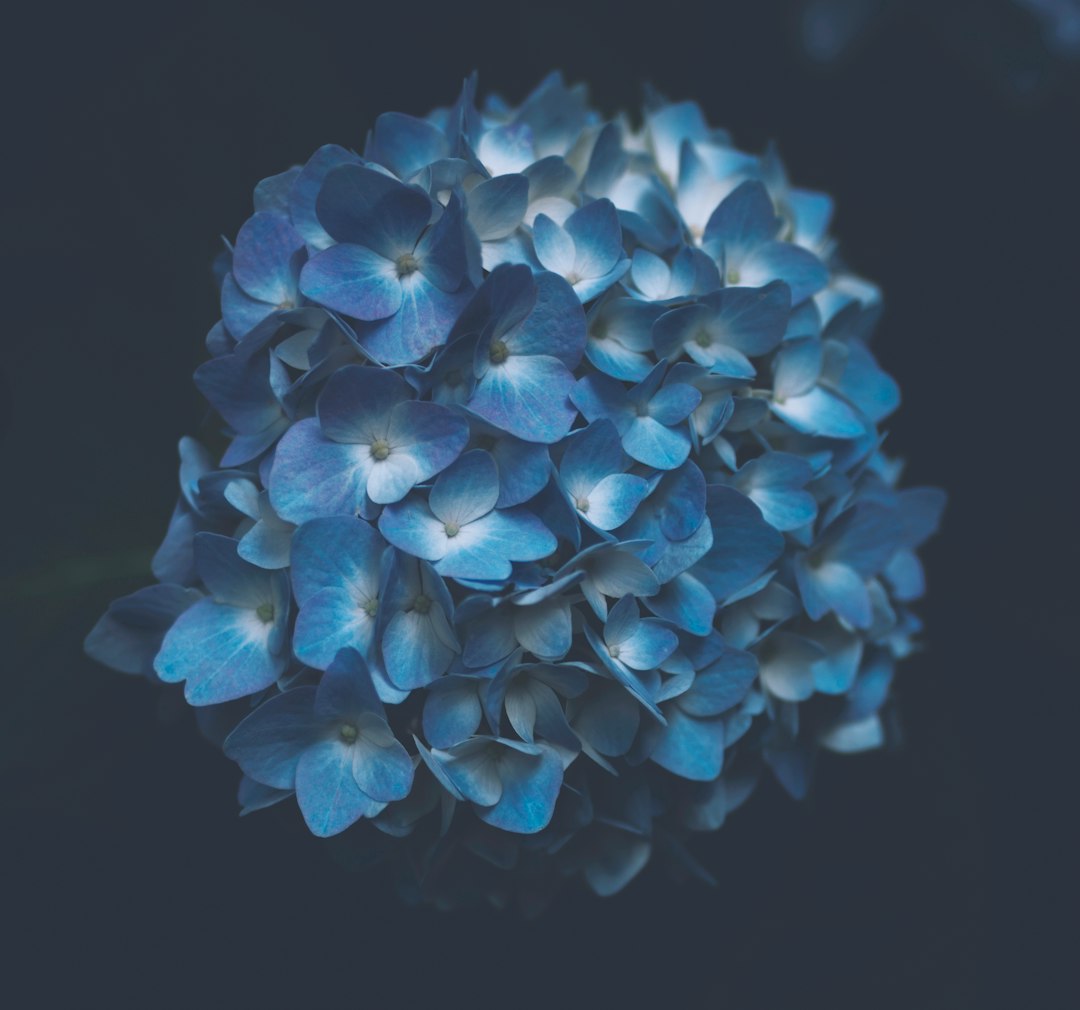 blue petaled flower plant