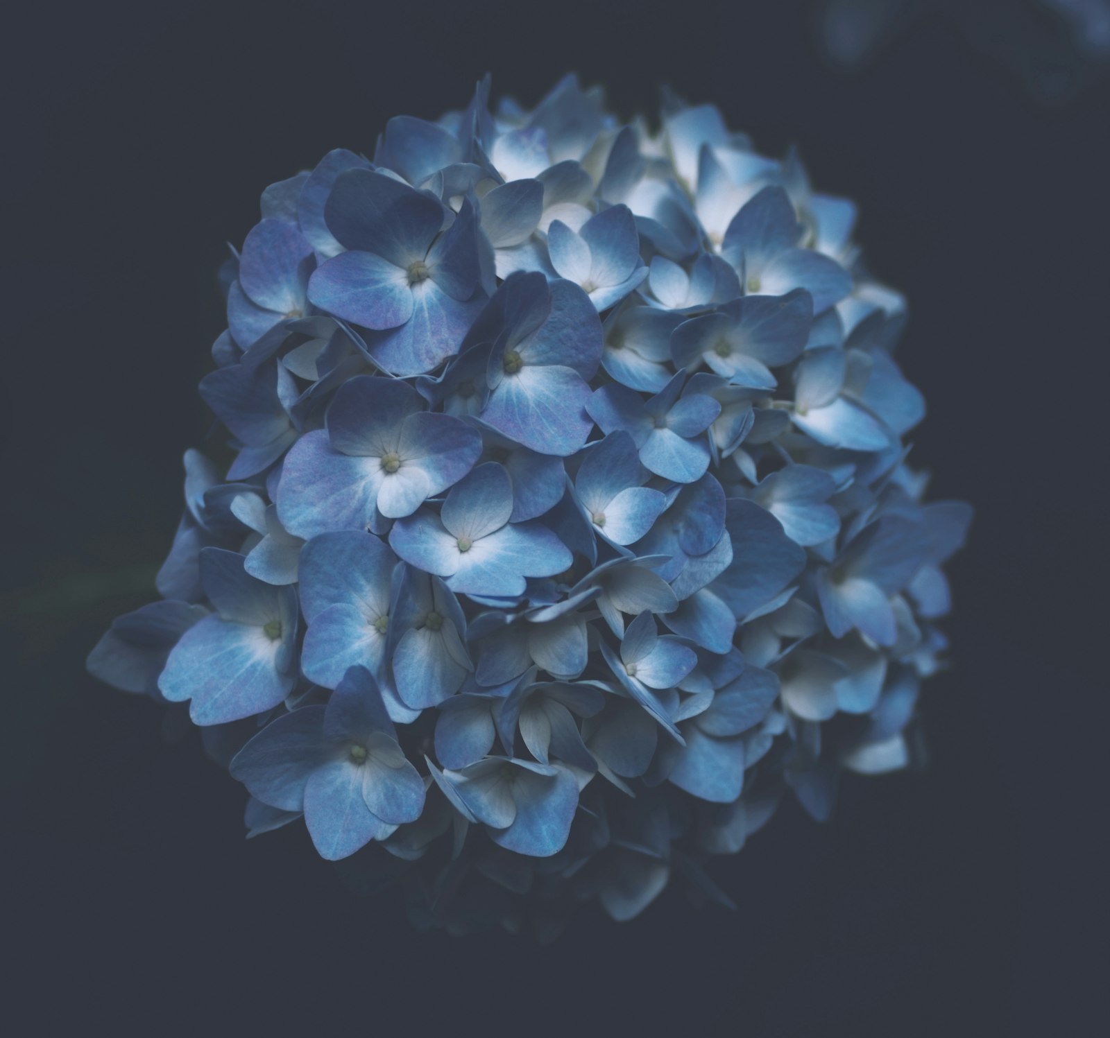 ZEISS Distagon T* 35mm F2 sample photo. Blue petaled flower plant photography