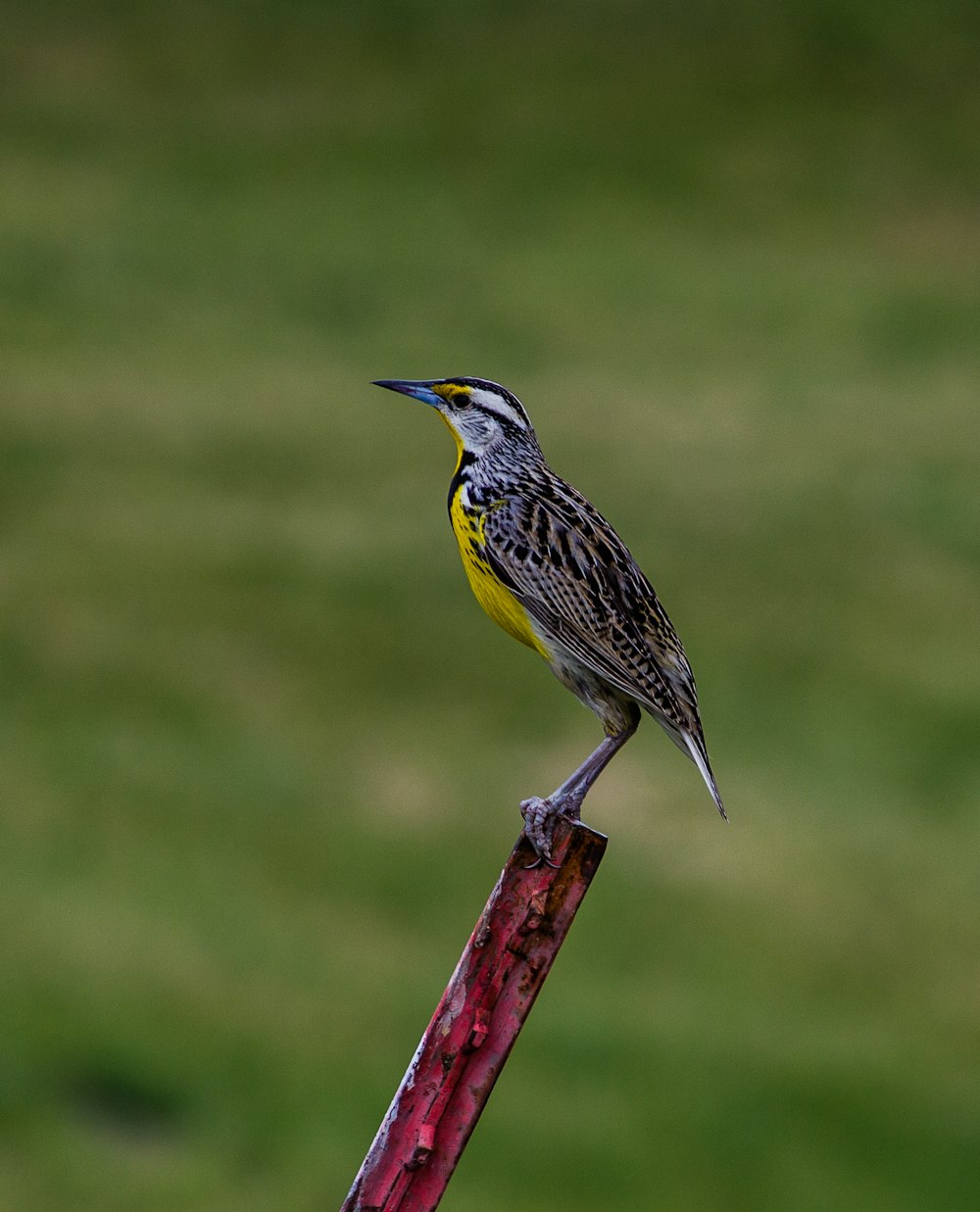 black and yellow bird with green bird