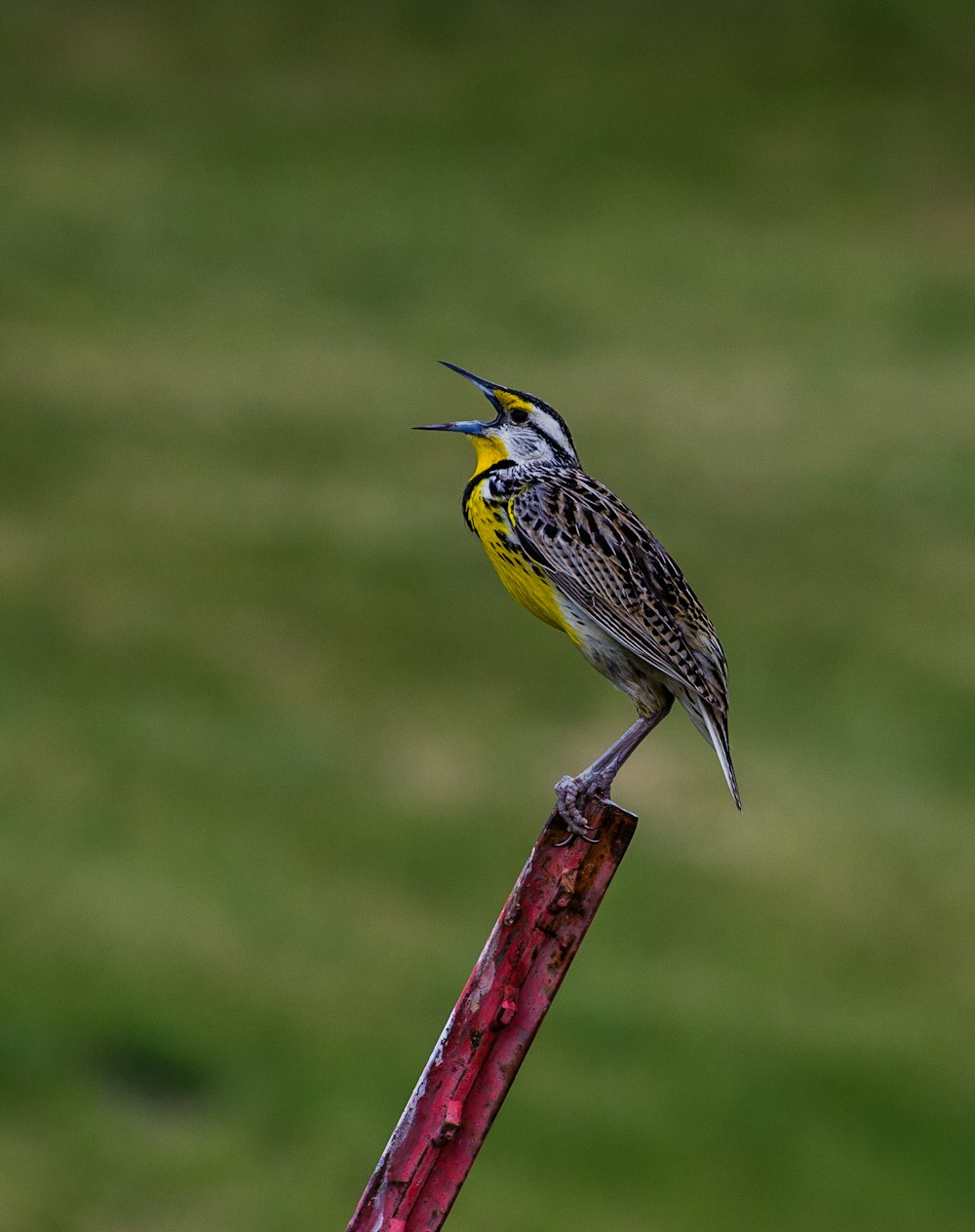 pájaro marrón y amarillo sobre marco de acero rojo