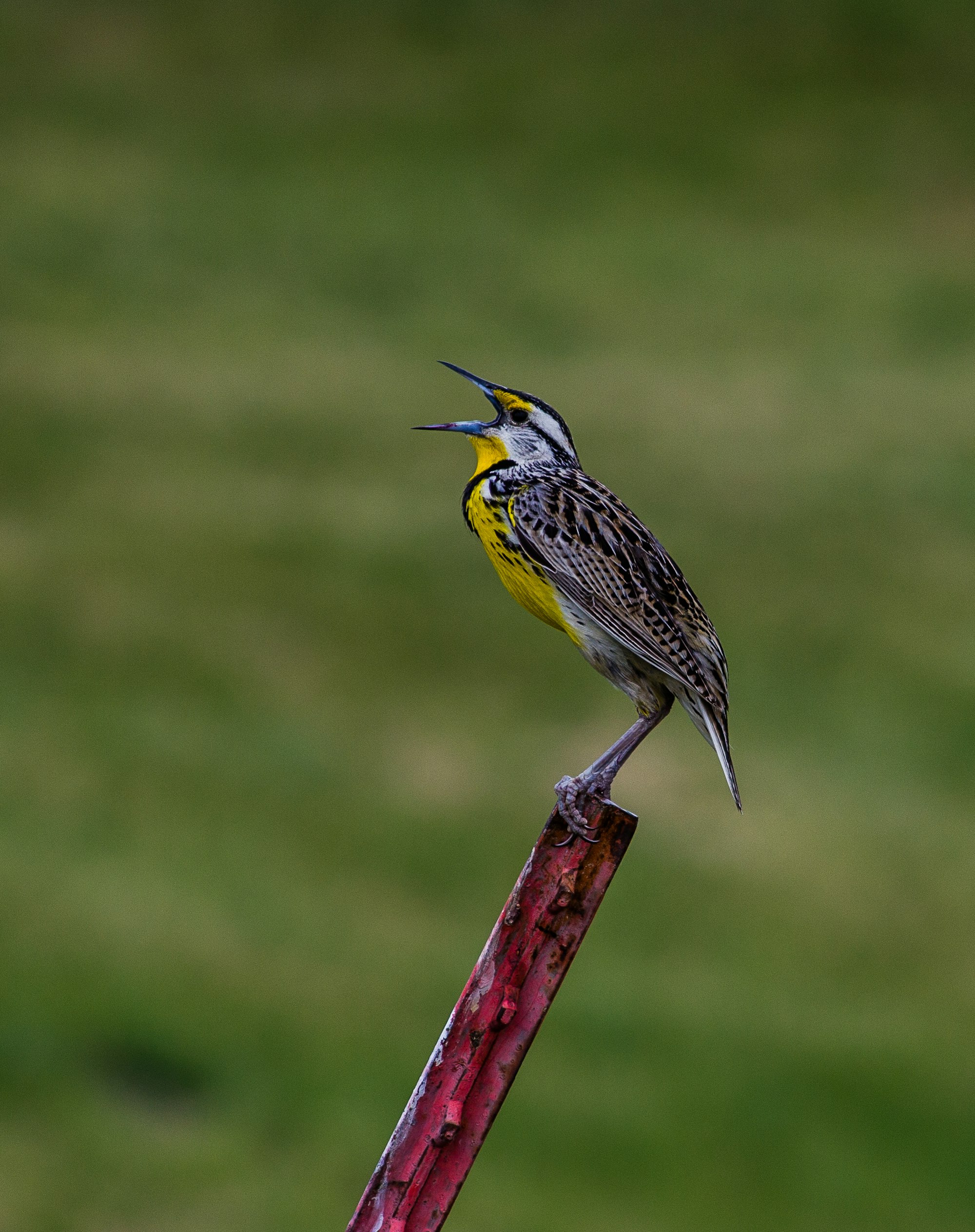 This Meadowlark was so focused on finding a mate that he allowed me to get quite close for a few detailed shots.