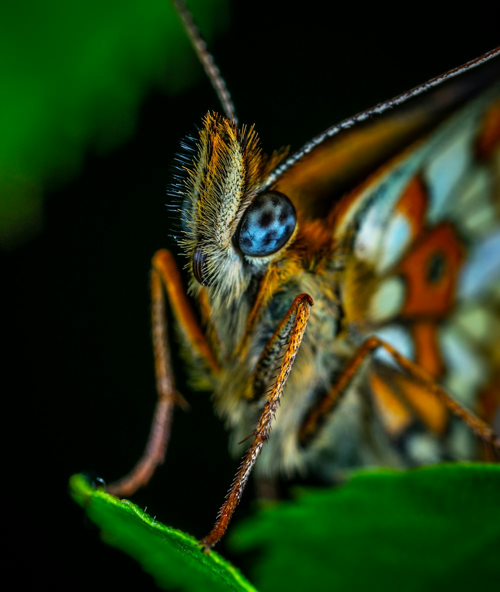 Photographie macro de papillon brun