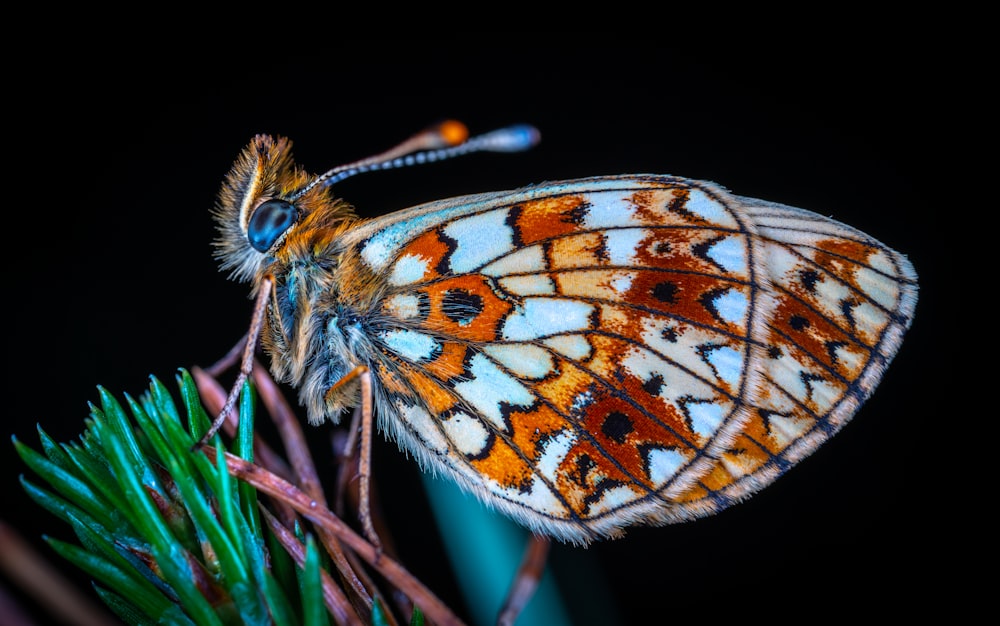 orange and white butterfly on green and pink plant