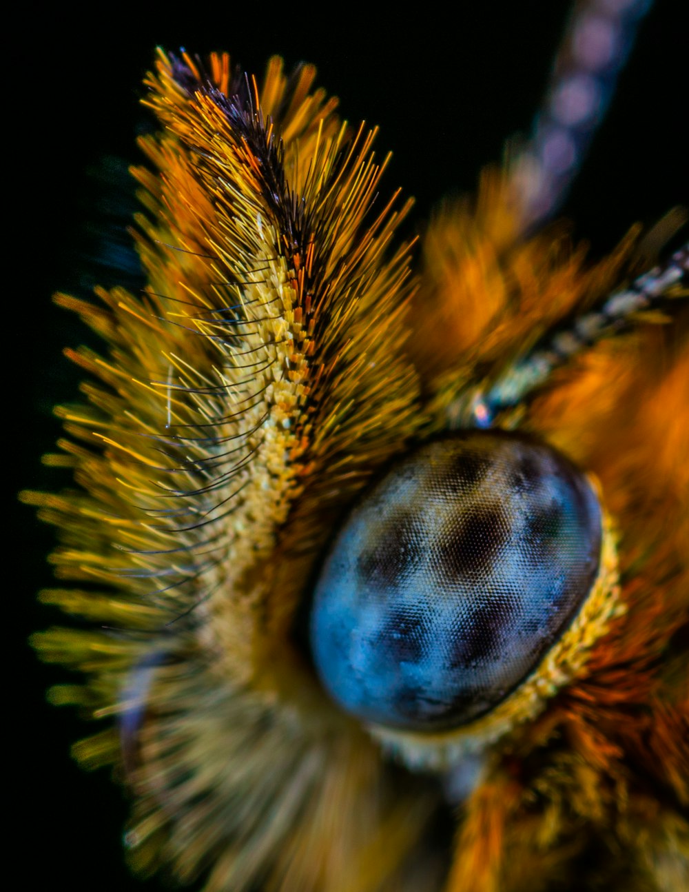 macro photography of insect