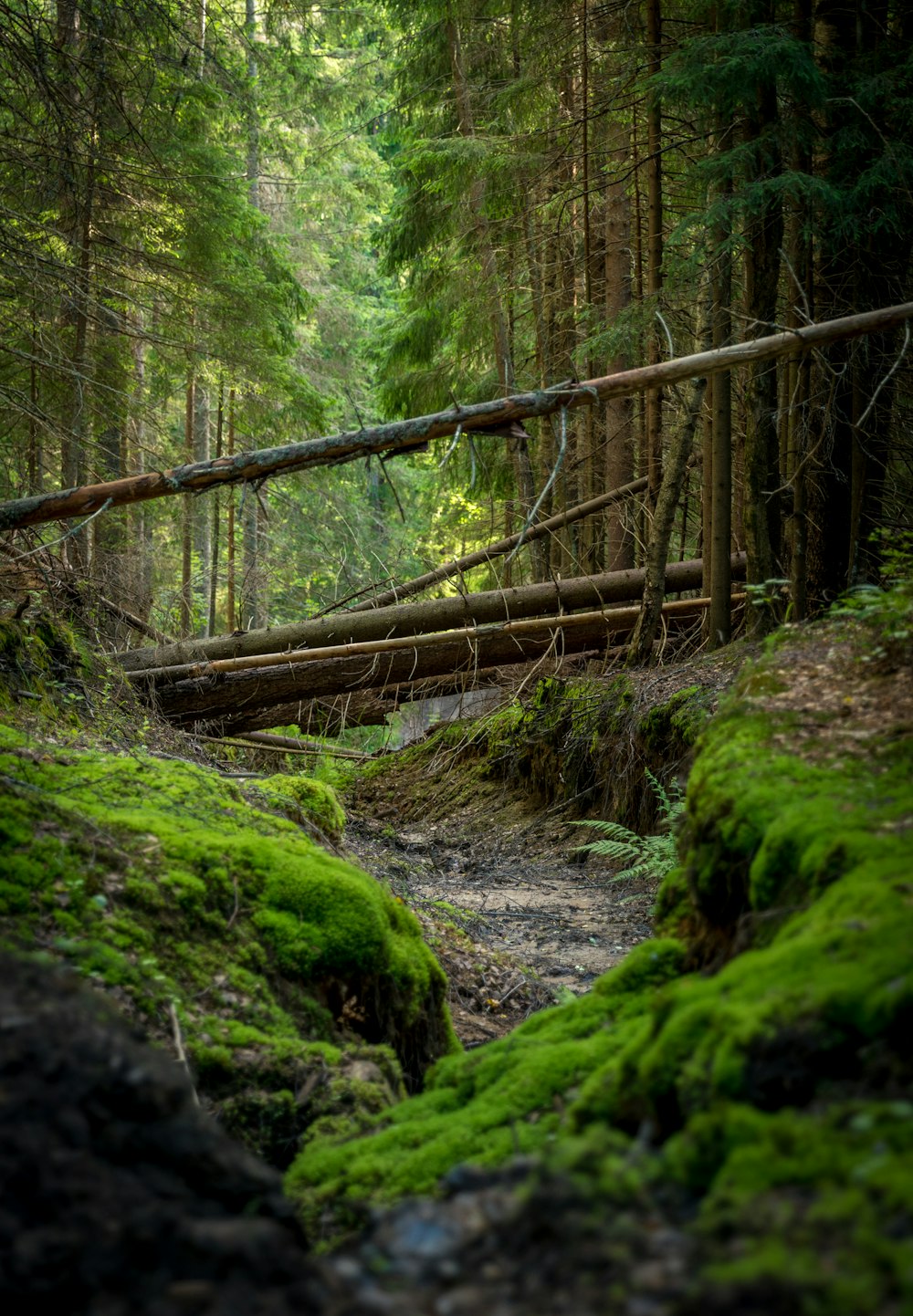 log footbridge between trees