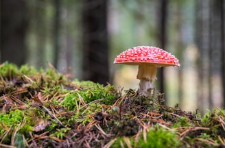 red mushroom selective focus photography