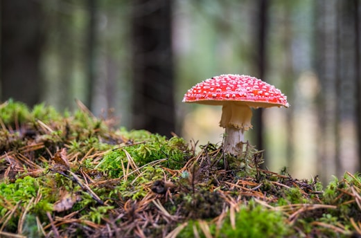 red mushroom selective focus photography