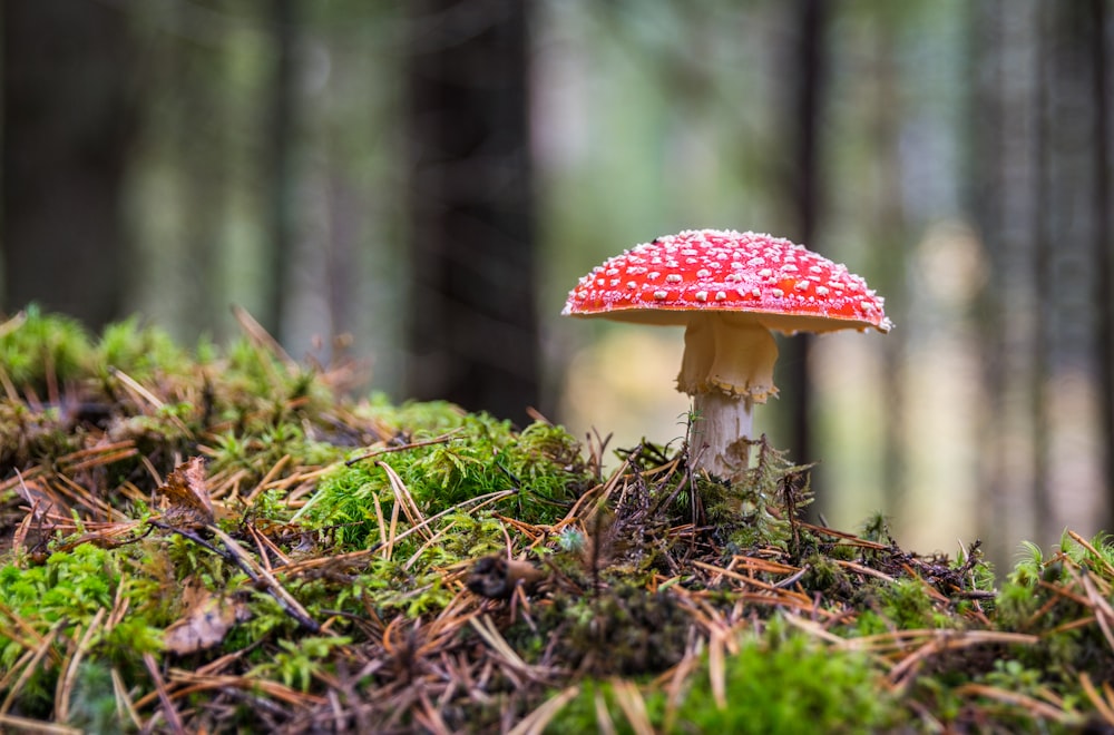 red mushroom selective focus photography