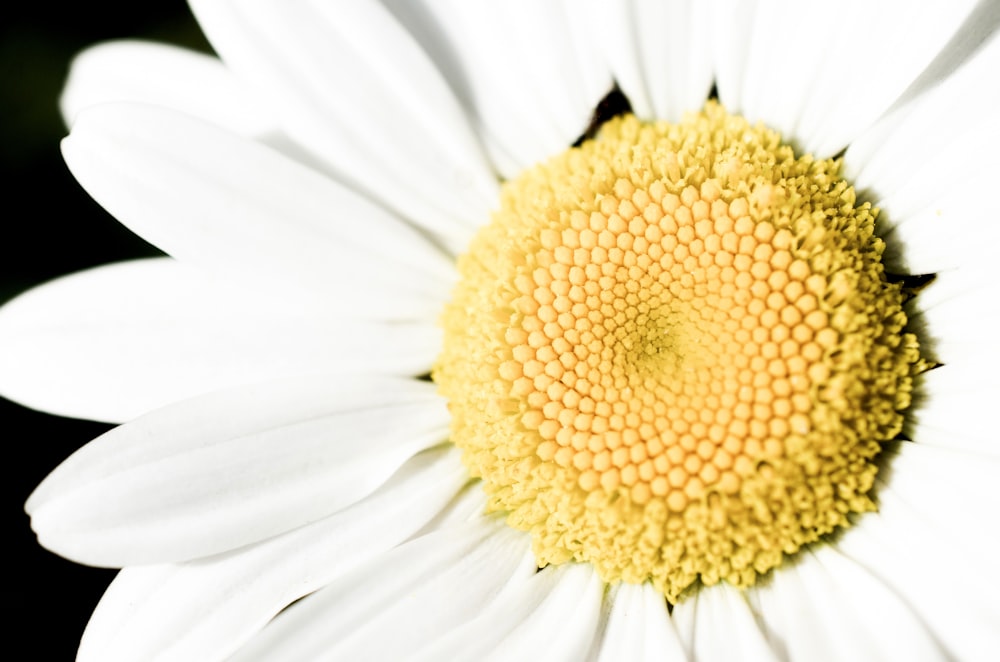 white and yellow petaled flower