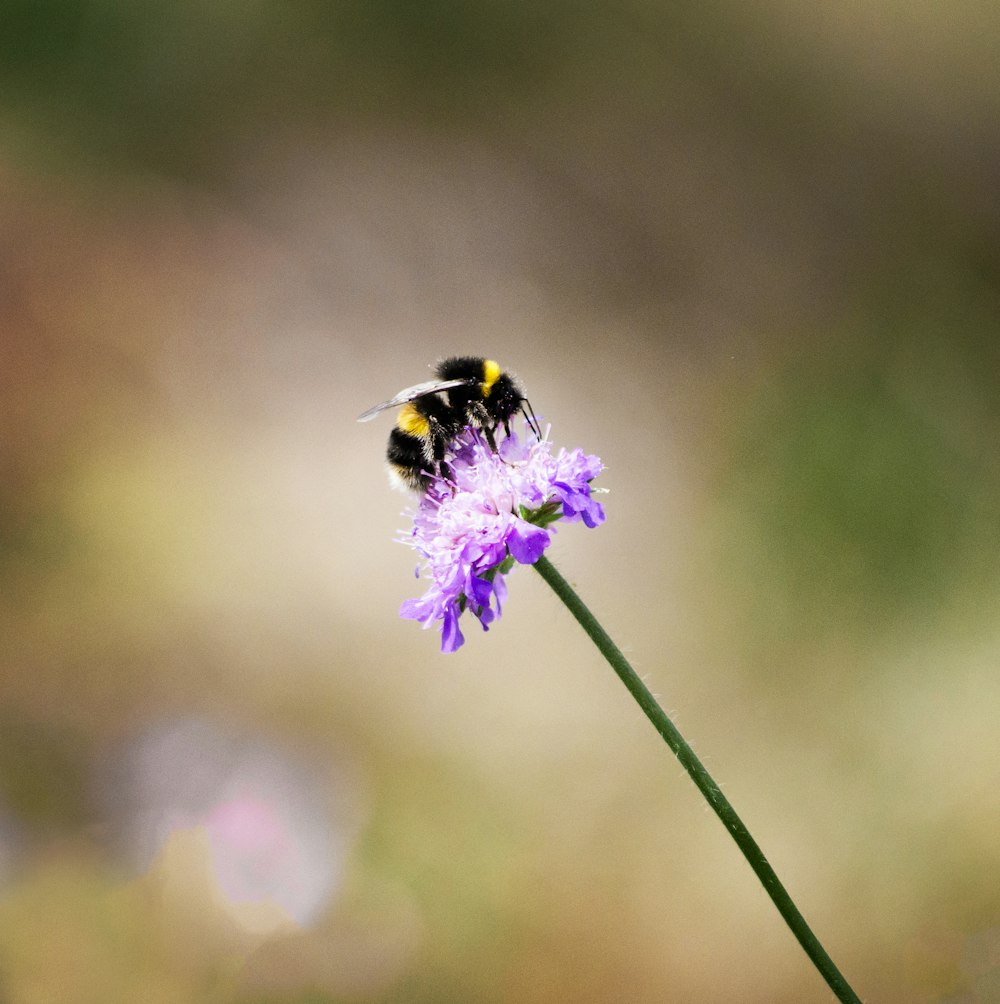 bee perching on purple flower selective focus photography