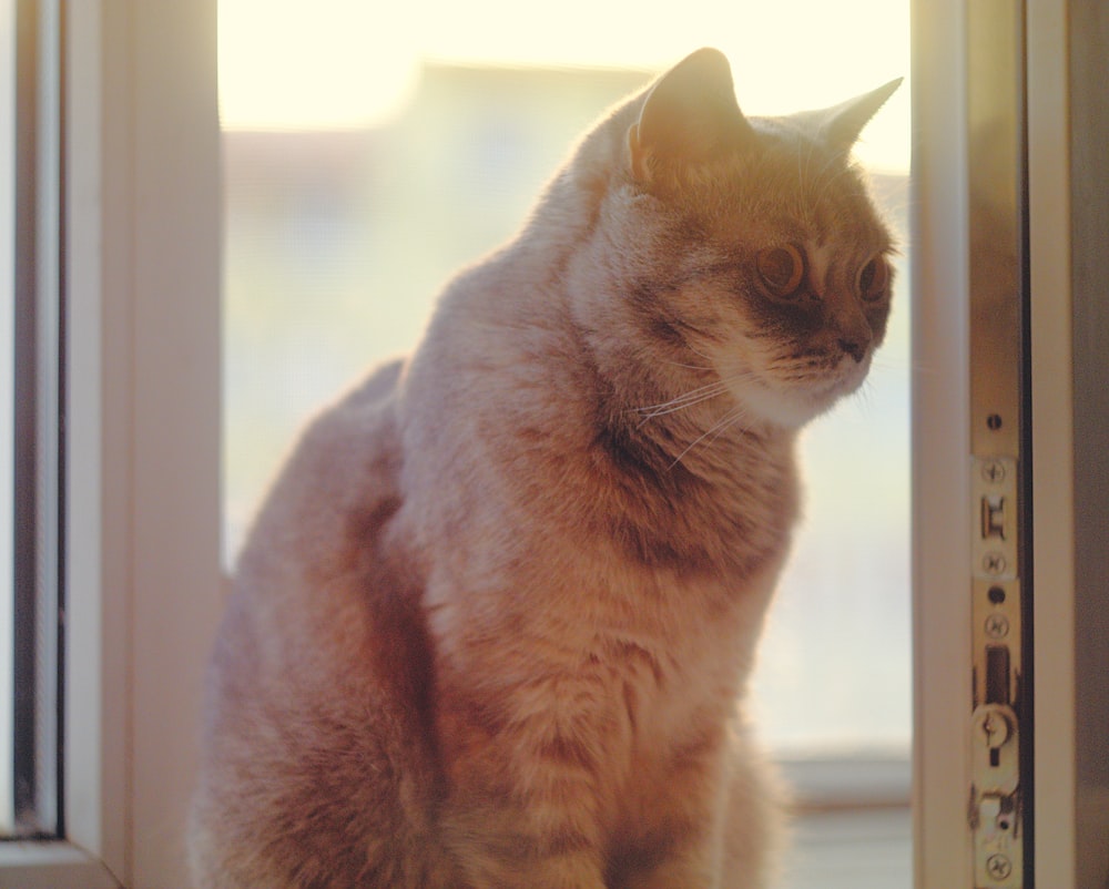 short-coated brown cat passing through window