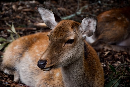 deer lying down in Nara Japan