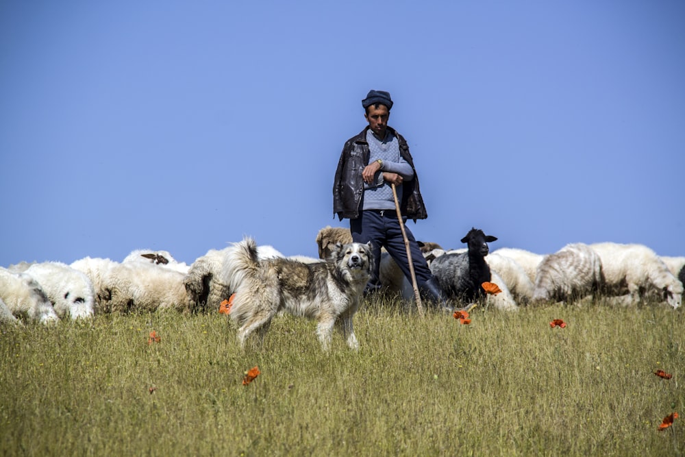 boy near herd of sheeps