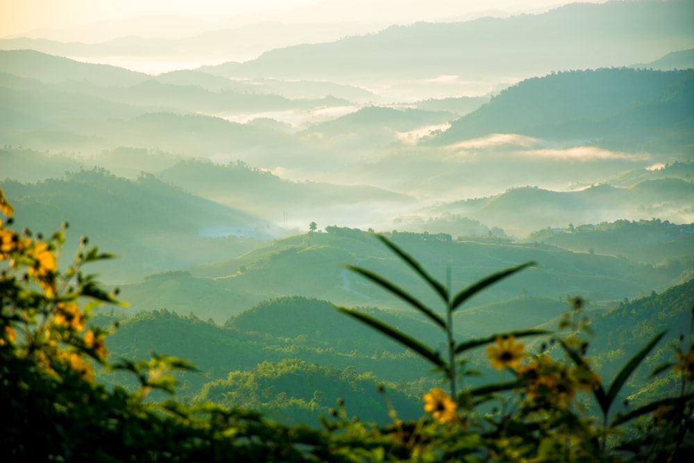 bird's eye view of forest mountain