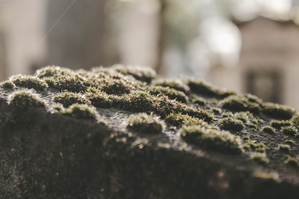 a close up of moss growing on a rock