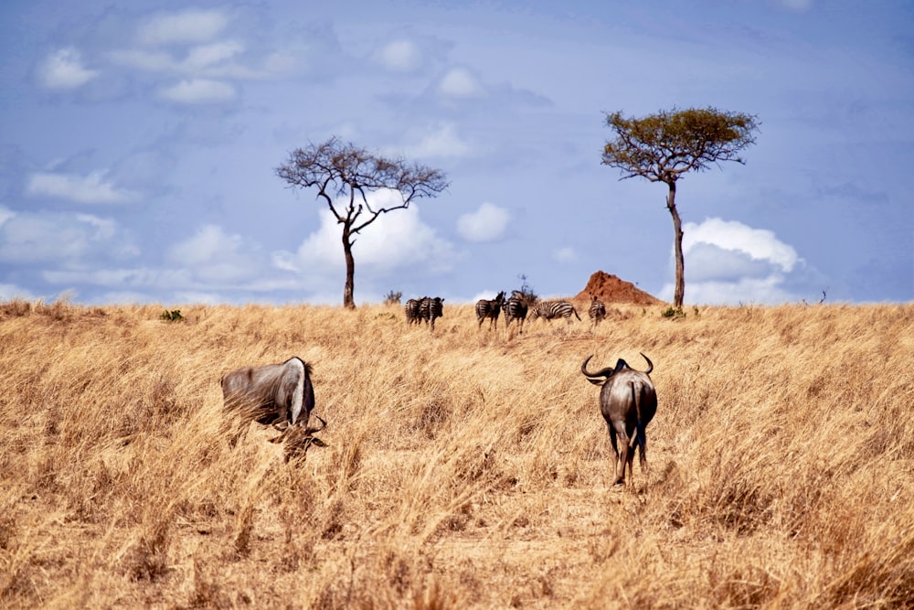 cows on grass field