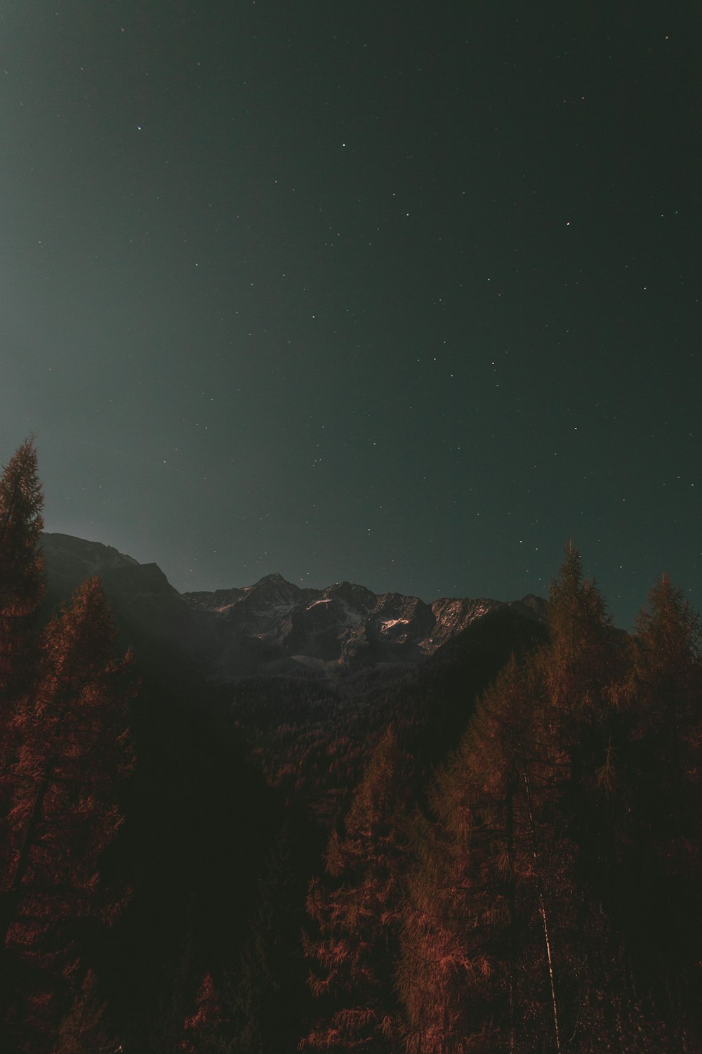 pine trees with snow-capped mountain at distance