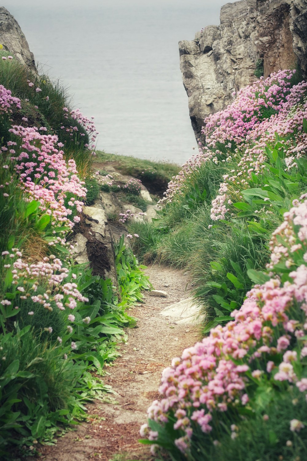 Flores rosadas