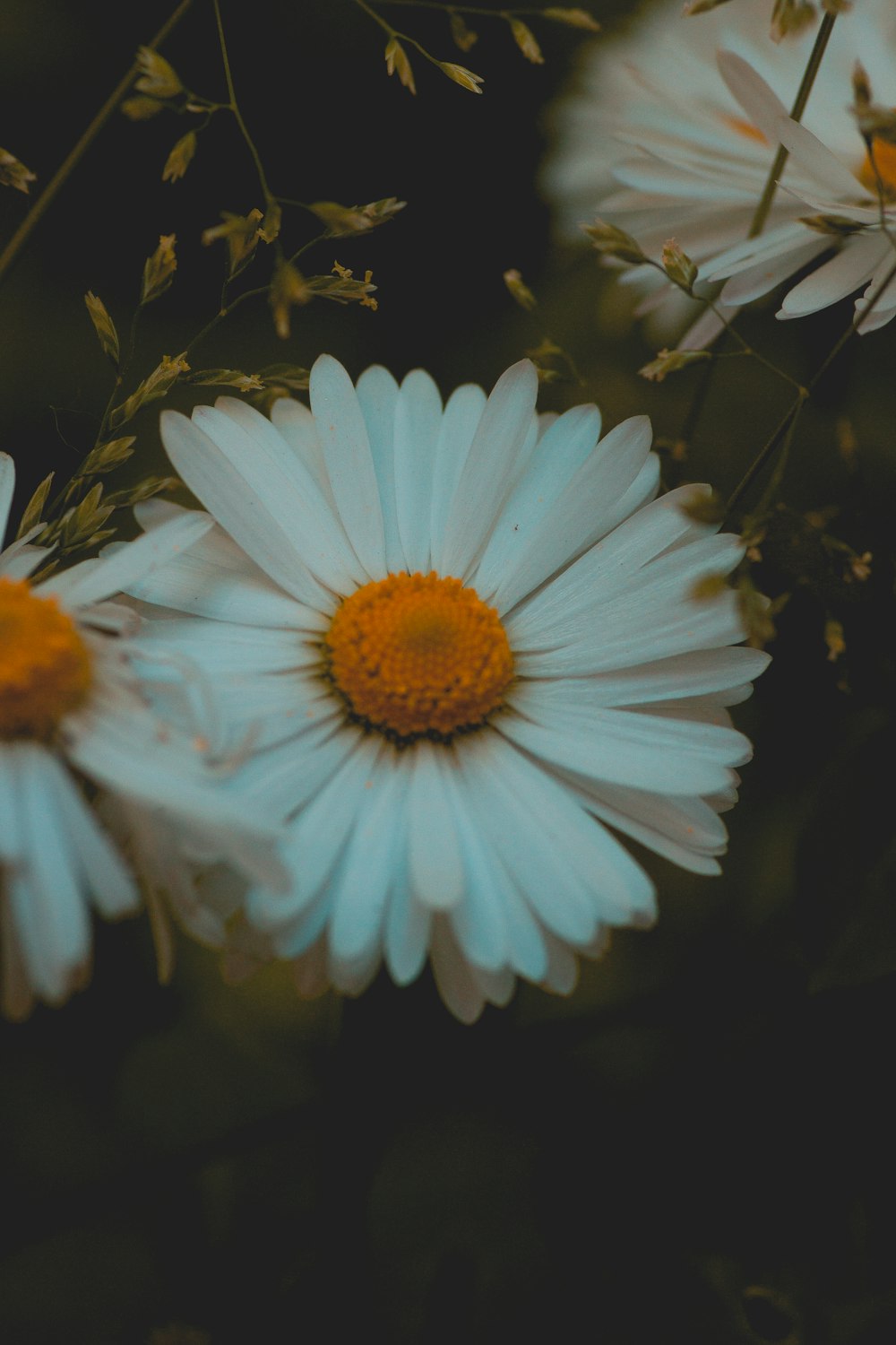 white daisy flower