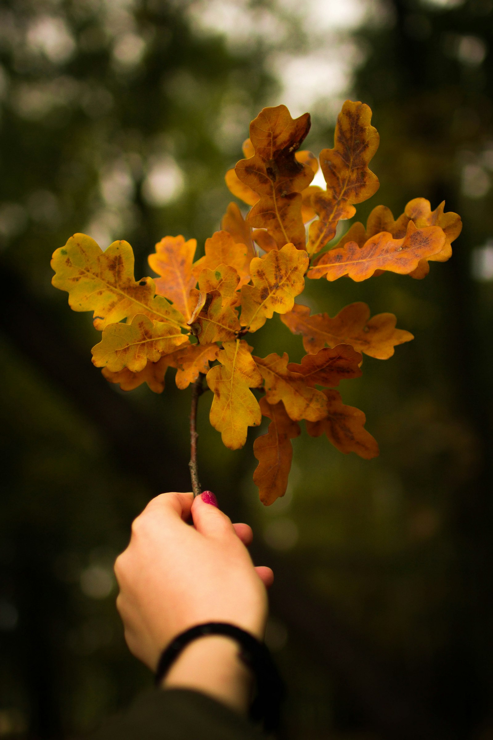 Canon EOS 7D + Sigma 30mm F1.4 EX DC HSM sample photo. Person holding brown leaves photography