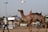 A man in a white shirt is leading a camel adorned with colorful, patterned fabric across a sandy area. A bird flies overhead in a clear sky. In the background, there are market stalls and signage, with coconuts and other fruits visible.