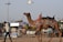 A man in a white shirt is leading a camel adorned with colorful, patterned fabric across a sandy area. A bird flies overhead in a clear sky. In the background, there are market stalls and signage, with coconuts and other fruits visible.