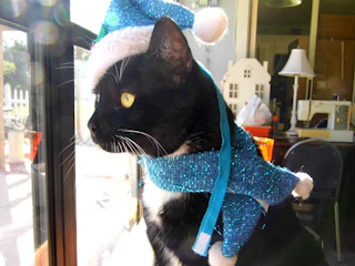 A playful cat modeling a bright, handmade seasonal outfit indoors.