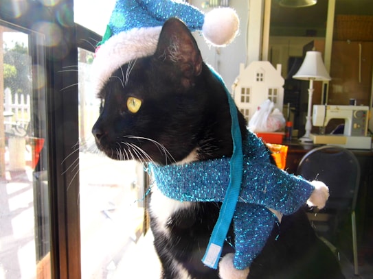 A black and white cat wearing a sparkly blue Santa hat and matching outfit is looking out through a window. The background includes household items such as a lamp and a toy house, with some sewing equipment visible.