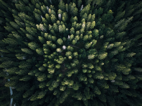 aerial photography of green leaf trees