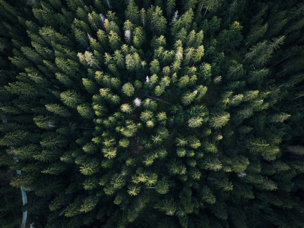 Fotografía aérea de árboles de hoja verde