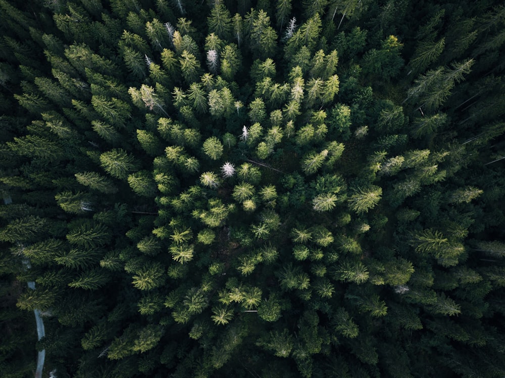 fotografia aérea de árvores de folhas verdes