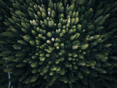 aerial photography of green leaf trees fir teams background