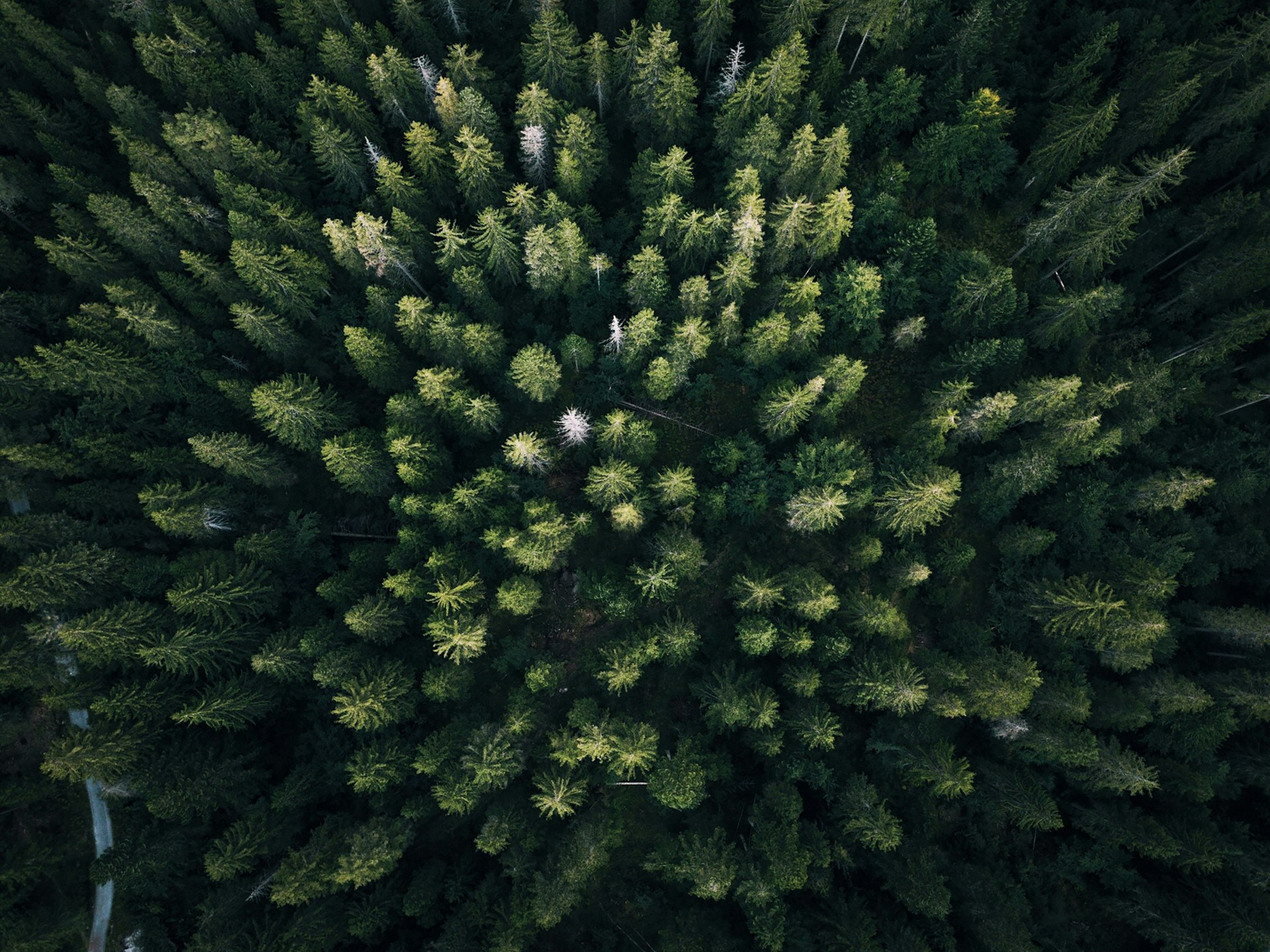 Carnet de forêt