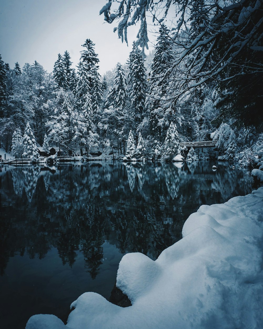 snow covered trees