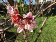 A close-up of blooming flowers in spring.
