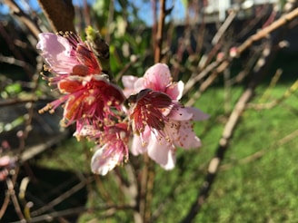 A close-up of blooming flowers in spring.