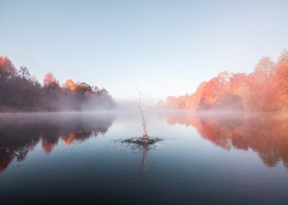 specchio d'acqua tra gli alberi