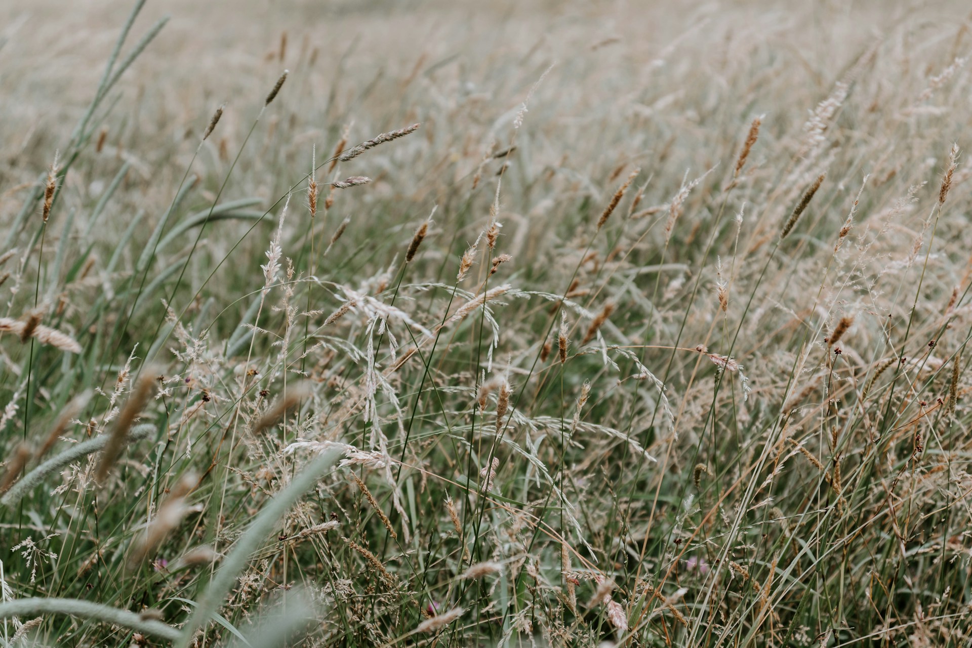 green and brown grass field