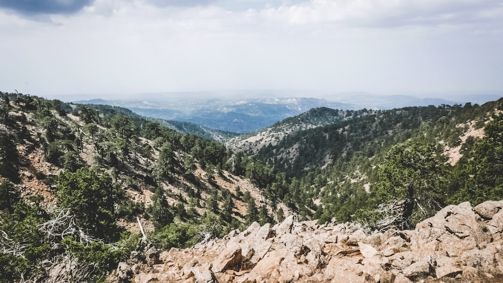 landscape photography of green forest