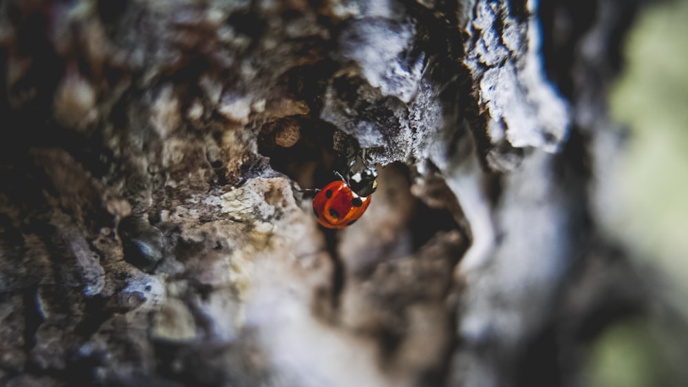 close-up photo of ladybug climbing tree at daytime