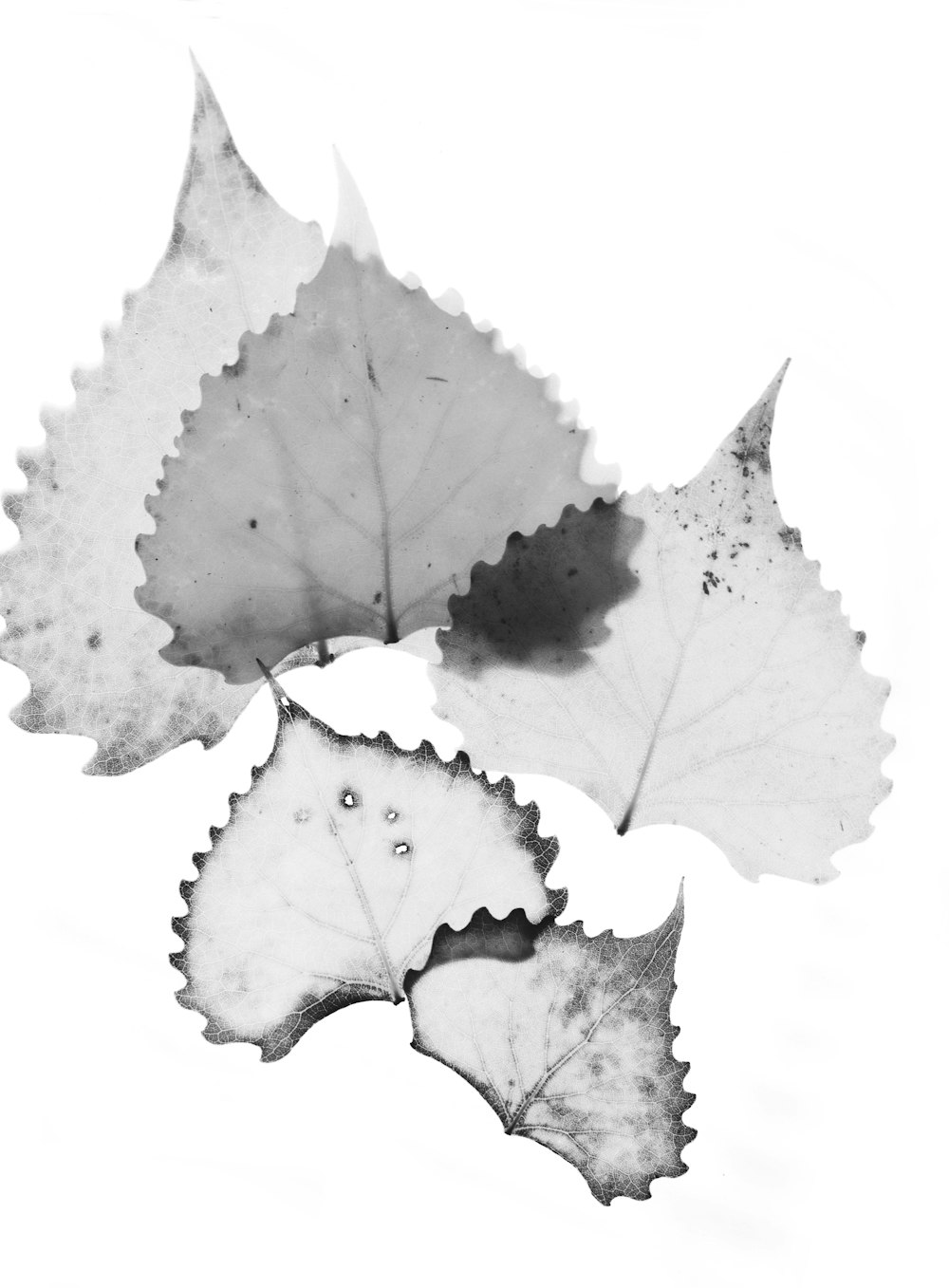 white leaves art with white background