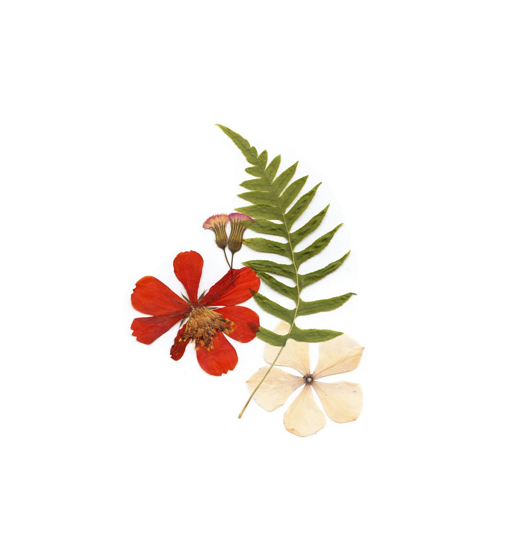 helecho verde, flor blanca y flor roja sobre superficie blanca