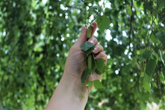 A hand is grasping a small branch with green leaves and a catkin in a lush, leafy environment, suggesting a natural and serene setting.