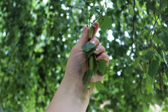 A hand is grasping a small branch with green leaves and a catkin in a lush, leafy environment, suggesting a natural and serene setting.