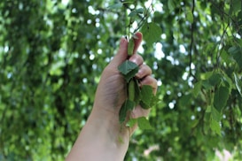 A hand is grasping a small branch with green leaves and a catkin in a lush, leafy environment, suggesting a natural and serene setting.