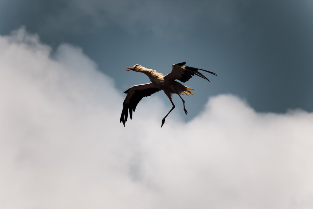 Wildlife photo spot Eglise de Vendlincourt Frenkendorf