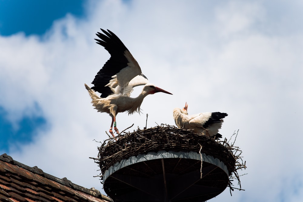 two bird on nest